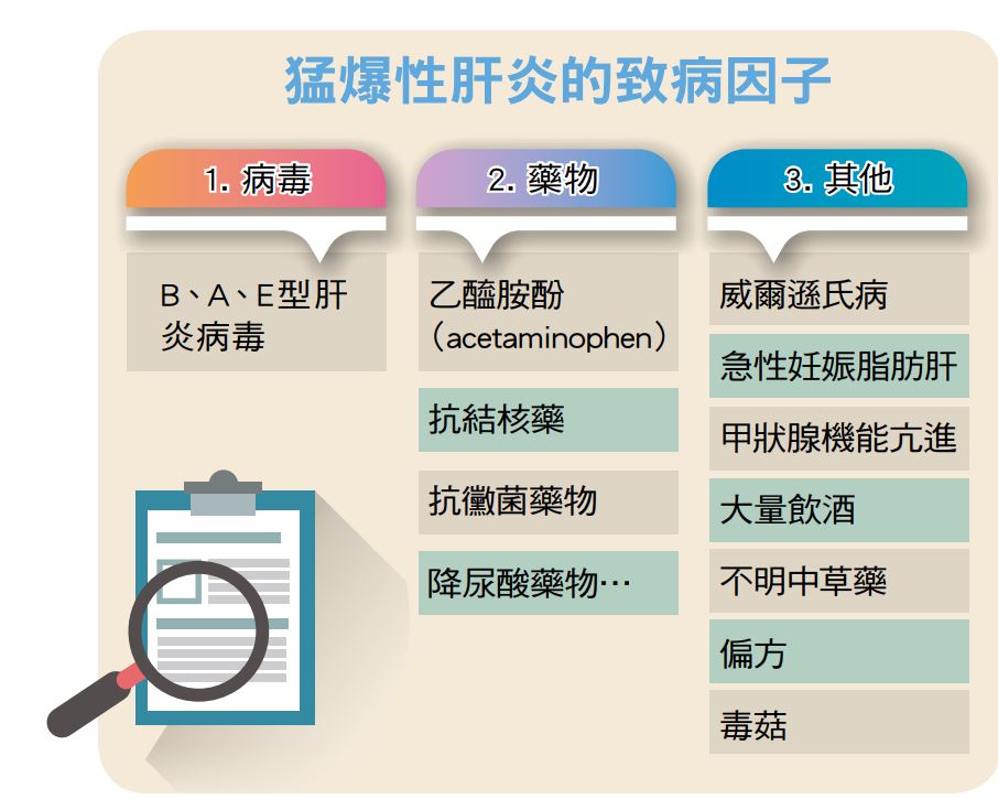 好心肝會刊 肝基會