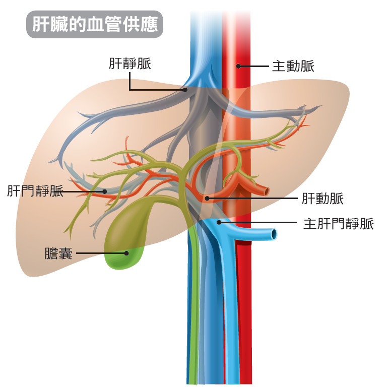 肝门静脉及其属支图片图片