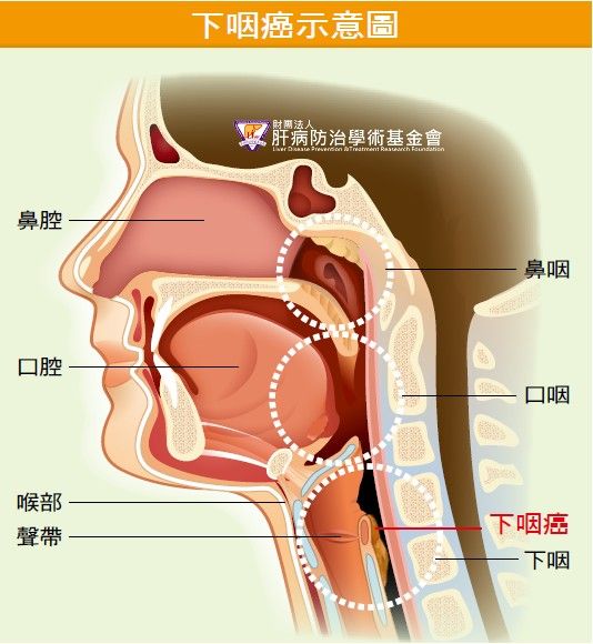都有细菌病毒,透过鼻子或嘴巴吸入,所以,鼻子和咽喉交界处的鼻咽部位