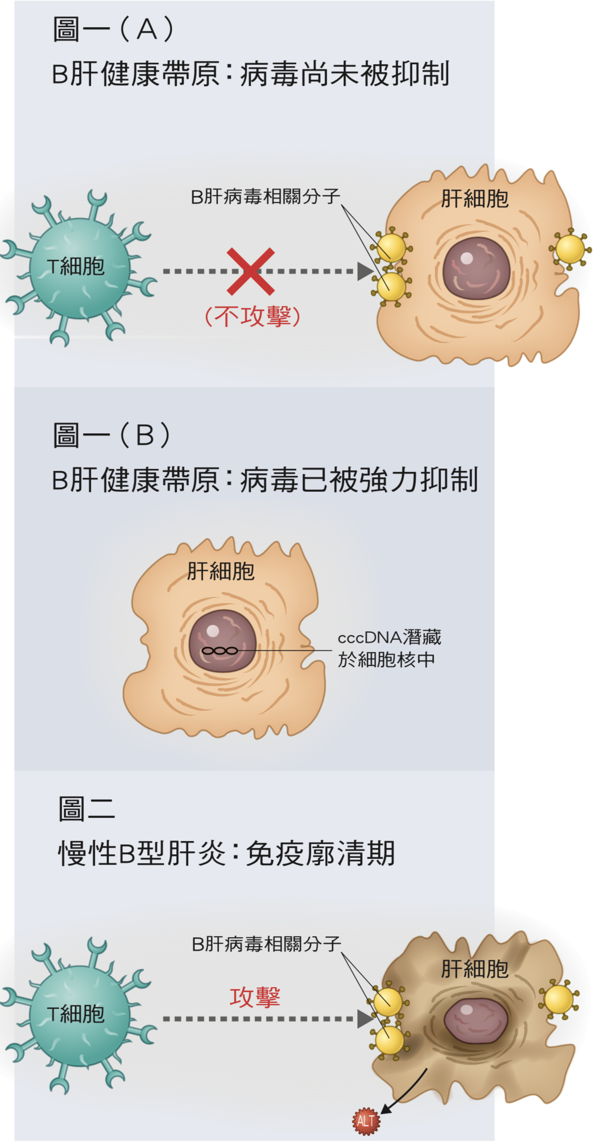 肝炎 b 型